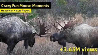 Crazy Fun Moose videos  - The Best Hits Mix!