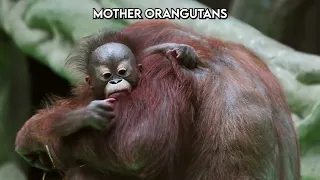 Old man of the forest: Meet the Orangutans| Paws on the Planet