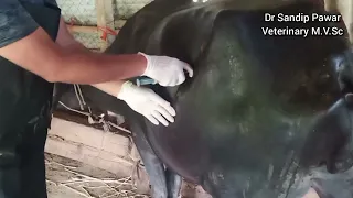 cesarean operation in standing buffalo,