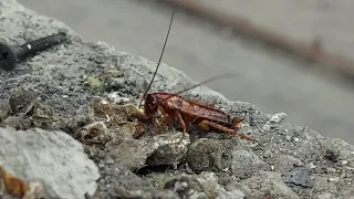 Просто таракан. Просто ест. Just a cockroach.  Just eating . פשוט תיקן