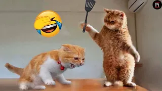 Funny Animal Videos 2024 😅 - Funniest Dogs and Cats Videos 😁 Part 164