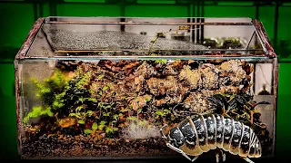 How To Make A Terrarium For Isopods (easy)