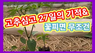 고추정식 27일의 기적&고추꽃 피면 무조건~ 고추재배방법,고추삽목,고추병충해 솔림농원 비닐하우스 텃밭,전원일기