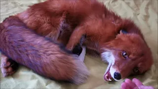 Sleeping fox looks so cute you can't imagine