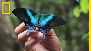 Inside the Lives of Butterfly Traders | National Geographic