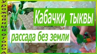 РАССАДА КАБАЧКА И ТЫКВЫ БЕЗ ЗЕМЛИ!2 ЛУЧШИХ СОРТА КАБАЧКА!