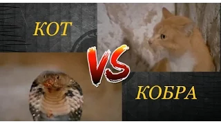 Mortal combat.  Cat vs Cobra. Смертельная битва. Кот против кобры.