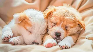 10 HOURS of Dog Calming Music For Dogs🎵💖Separation Anxiety Relief Music🐶🎵dog relaxation🎵