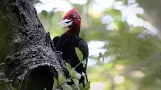 ✔️ "EL QUERREQUE" (Huapango Huasteco)