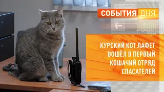 Курский кот Лафет вошёл в первый кошачий отряд спасателей