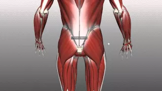 Muscles of the Gluteal Region - Part 1 - Anatomy Tutorial