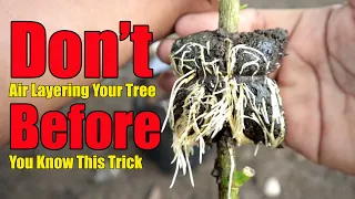 Don't Air Layering Your Tree Before Your Know This Trick Hacks