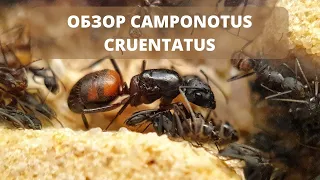 Обзор на Camponotus cruentatus. Стоит ли их покупать?