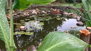 Дачный пруд свой пруд черепаха Годзилла в пруду