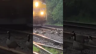 STUBBORN GEESE DIDN'T WANT TO GET OFF THE TRACKS! #trains #unionpacific #geese