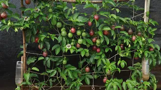 For the first time growing passion fruit at home, unexpected results and easy to grow