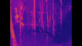 Yowie, Bigfoot - thermal camera picks up two figures?