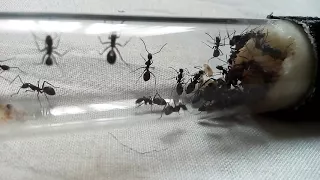 My Camponotus auriventris colony