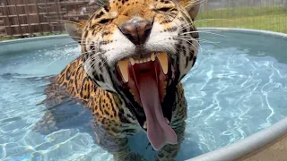 Up Close and Personal: A Day with BEAUTIFUL BIG CATS