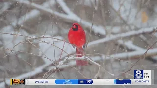 Cardinals in the snow shot at 120 frames per second — January 27, 2021 (Kucko's Camera)