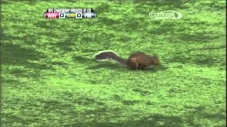 Womens Professional Soccer Squirrel on Field