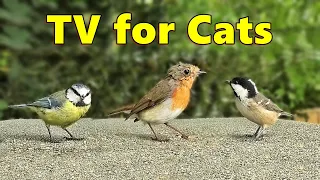 Cat TV - Bird Sounds in Summer ~ 8 HOURS ⭐ NEW Videos for Cats to Watch Birds ⭐