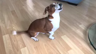 singing dog