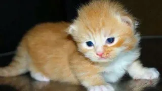 اصوات قطط صغيرة حلوة 🐱❤ ميو ميو ميااااو 😍😍😍