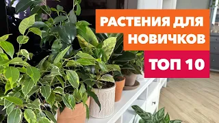 Неприхотливые комнатные растения » ТОП 10 растений для начинающих