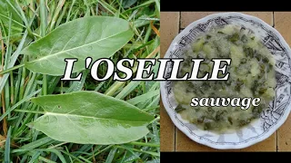 L'OSEILLE SAUVAGE