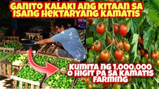 MAGKANO ANG GASTOS AT LAKI NG KIKITAIN SA KAMATIS FARMING? Panoorin