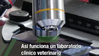 Así funciona un laboratorio clínico veterinario  - TvAgro por Juan Gonzalo Angel Restrepo