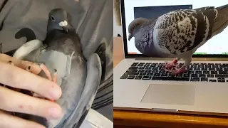 Adorable Pigeon Is Beloved Household Pet