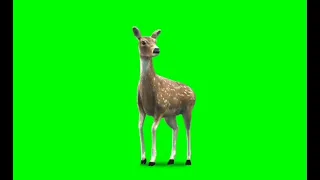 Green Screen Deer