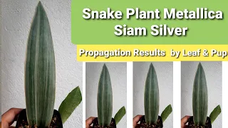 Snake Plant Metallica Propagation & Results | Leaf vs Rhizome