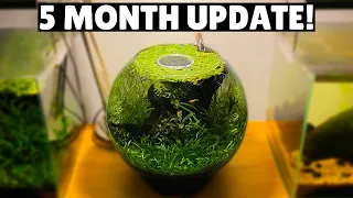 Jungle Style Planted Fish Bowl - 5 Month Update!