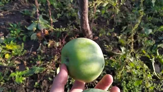 сорт яблук "Ренет Кубанський"
