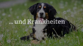 Berner Sennenhund Pflege: Pflege, Ernährung und Krankheiten rund um Deinen Berner Sennenhund