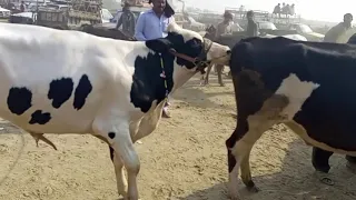 Big cow bull-Cow mating-Cow cross
