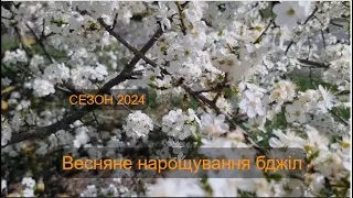 Сезон 2024.Весняне нарощування бджіл