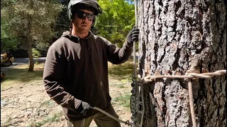 Six Attributes of a Successful Tree Climber