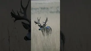 Big mule deer! #bigdeer #bigbuck