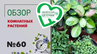 #60 Обзор поставки комнатных растений | Асплениумы, хойи, циссус, суккуленты, хамедорея