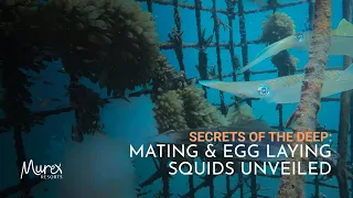 Mating Rituals and Egg Laying of Squids Found in Bunaken