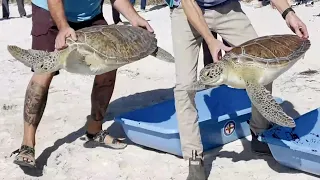 Sea Turtle Race On Sombrero Beach! Con Leche and Keyki's Release