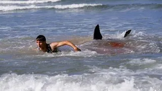 This Great White Shark Messed With The Wrong Surfer