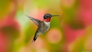 Ruby-Throated Hummingbird Facts With Call Sound