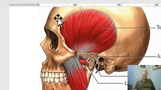 Anatomy of head and neck module in Arabic 20  (Temporal fossa and  muscle of mastication, part 1)