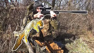 Squirrel Hunting with .177 Break Barrel Air Rifle!