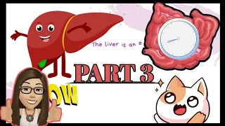 HUMAN BODY ORGANS: Part 3: Stomach, Intestines, Liver and Kidneys